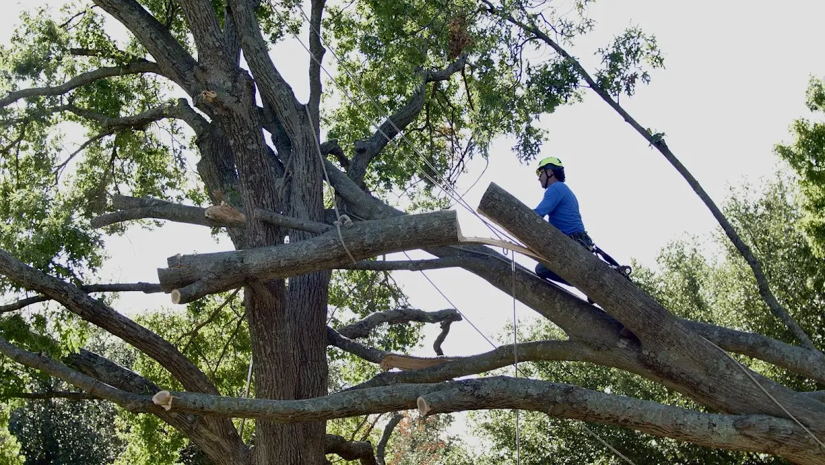 Professional Crown Thinning performed by certified arborists in Quaker Hill